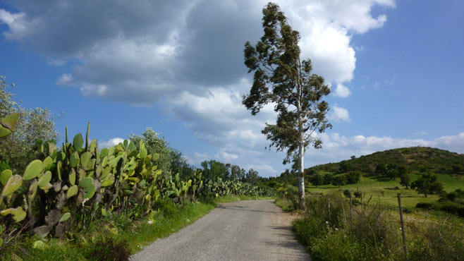 Kakteen