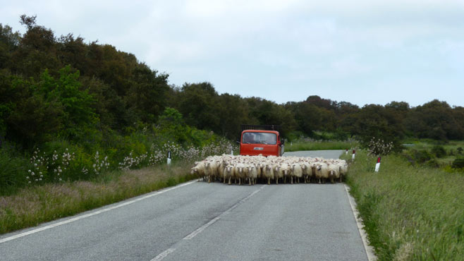 Schafherde