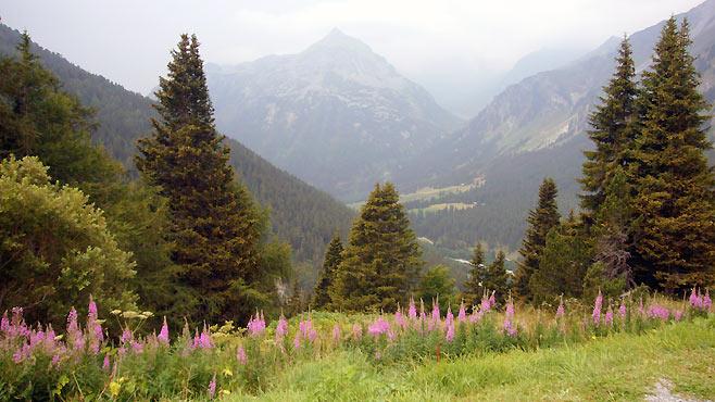 Blumenpracht
