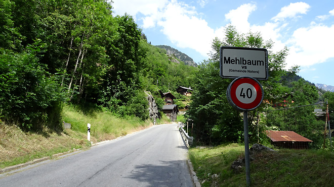Mehlbaum