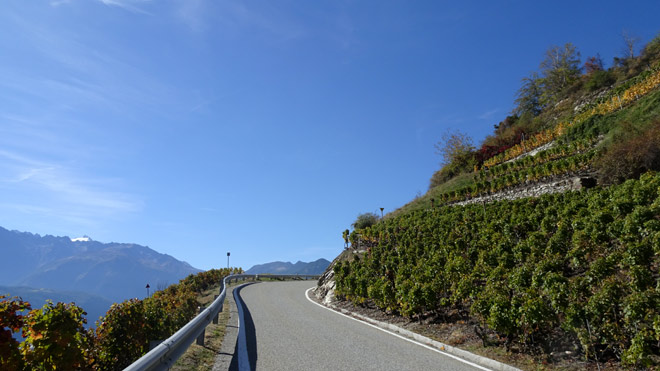 Fahrt durch die Rebberge